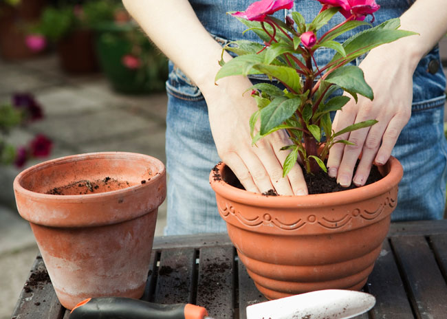 Planting flower in plant pot.
