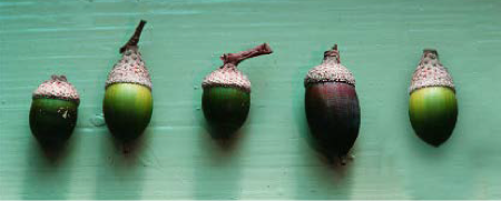 Image of some acorns